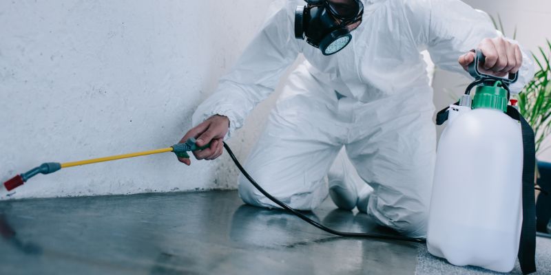 Como é feita a dedetização de baratas em Rio Branco