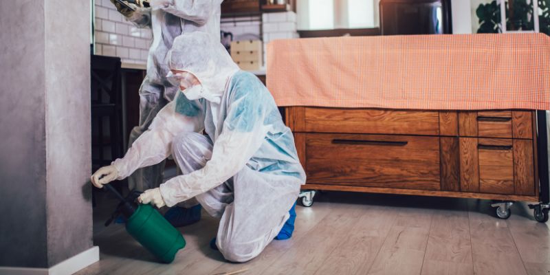 Dedetização em Apartamento Como Funciona em Rio Branco: Confira 4 Passos